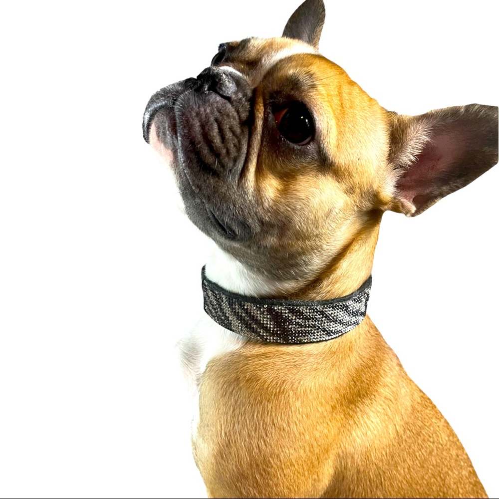 Safari Queen Zebra bling collar